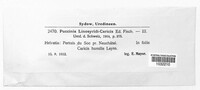 Puccinia linosyridis-caricis image